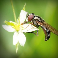 /album/schoenenprijs/photolia-a02-jpg/