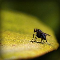 /album/schoenenprijs/photolia-a07-jpg/