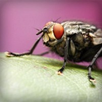 /album/schoenenprijs/photolia-a08-jpg/
